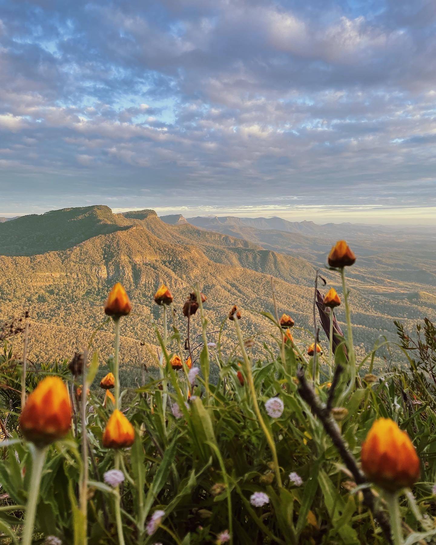 Behind the Image: Flowers in Focus